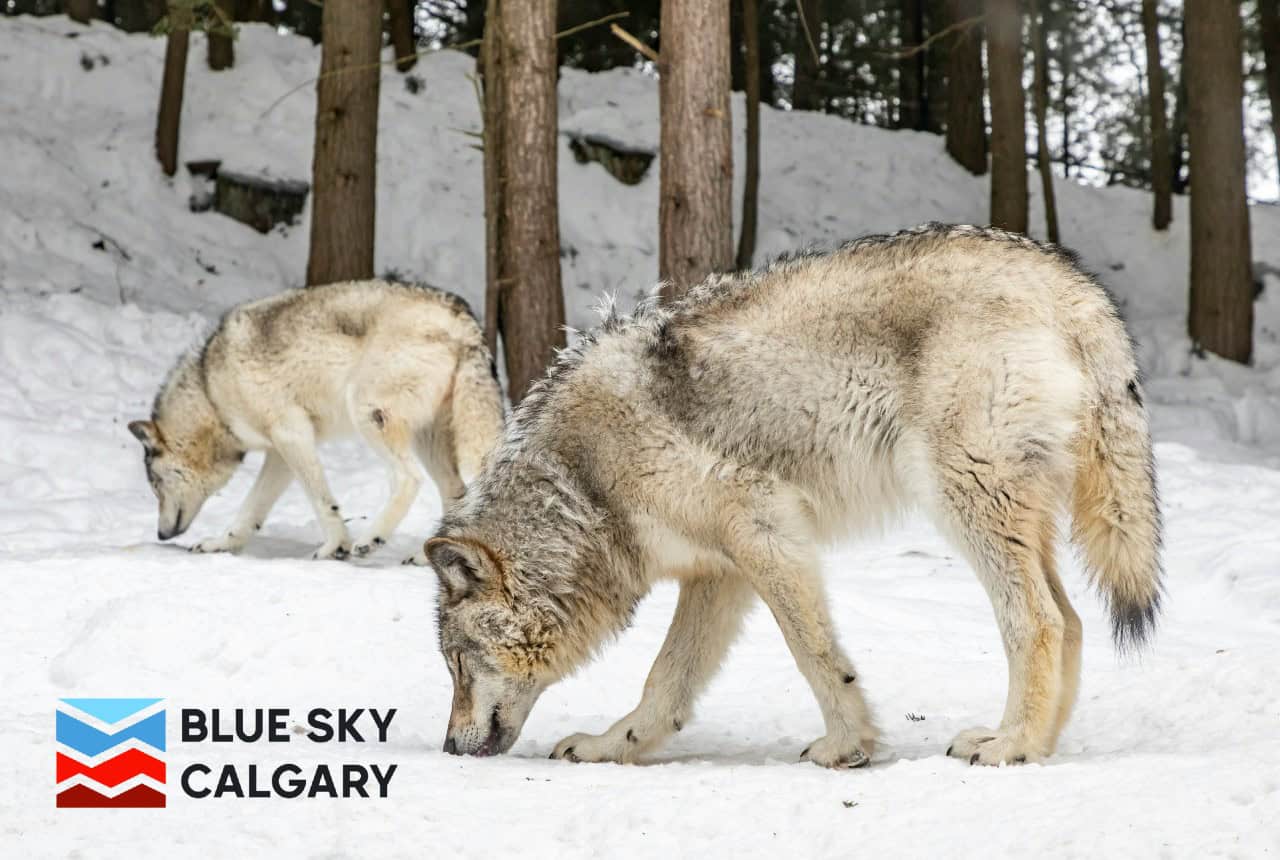wolves-of-yellowstone-from-the-man-who-saved-them-in-natgeo-live-s-calgary-show-on-april