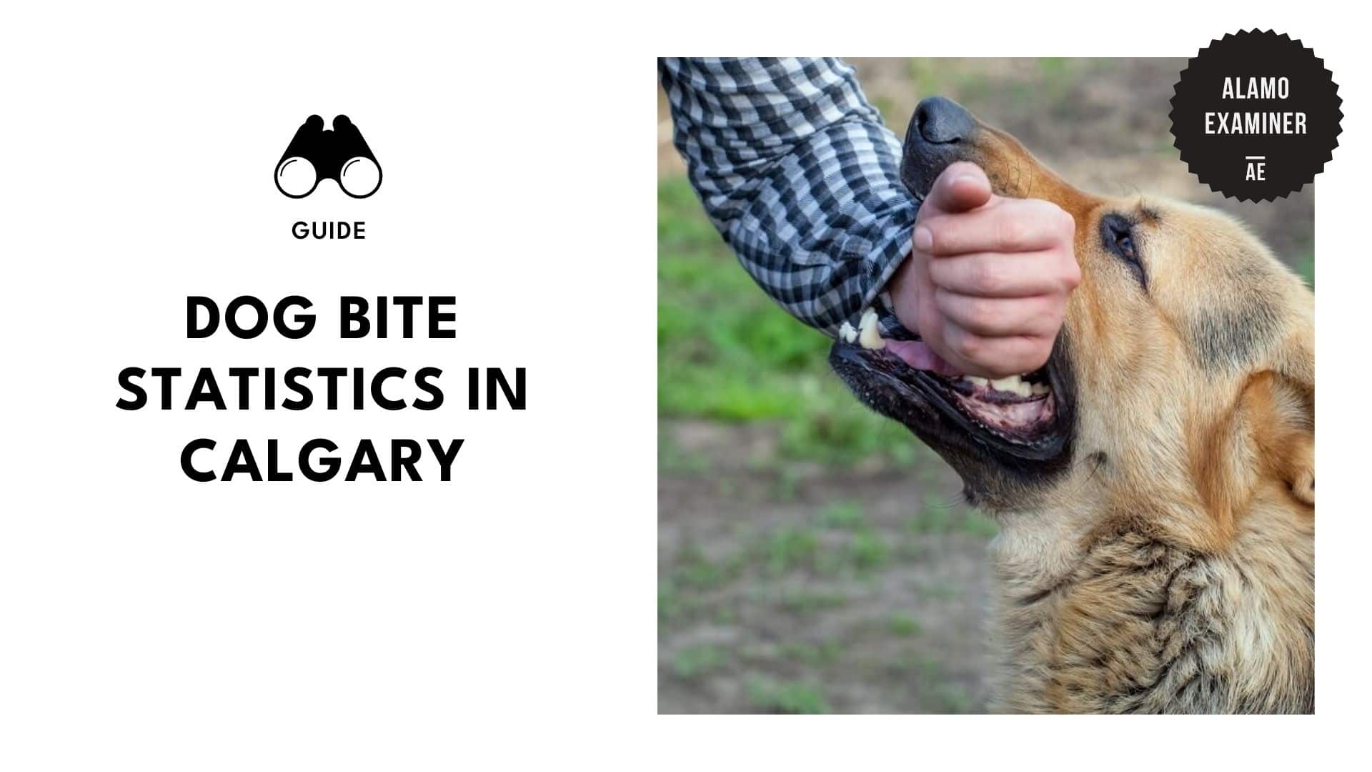 understanding-risk-through-calgary-s-dog-bite-statistics-and-trends