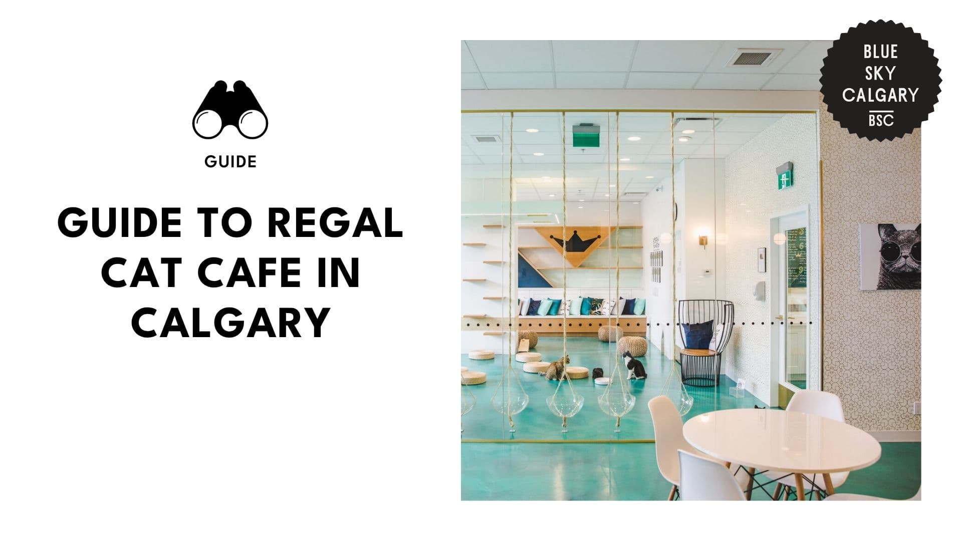 first-ever-cat-cafe-in-calgary