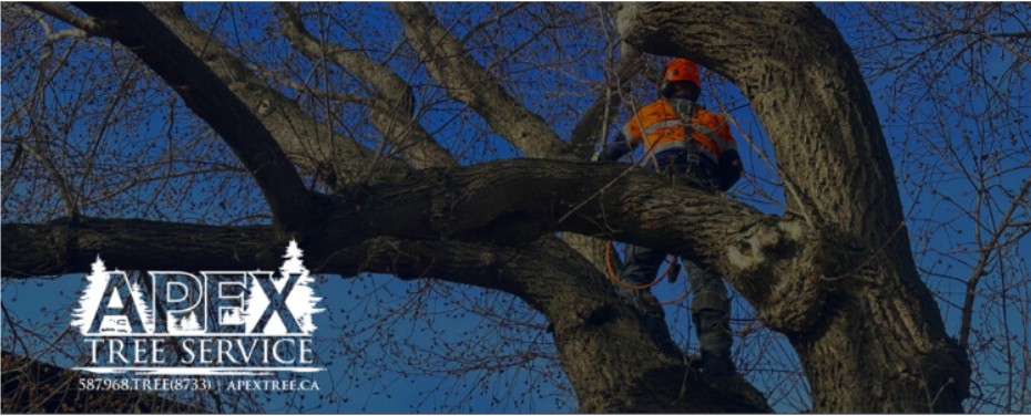 apex tree service