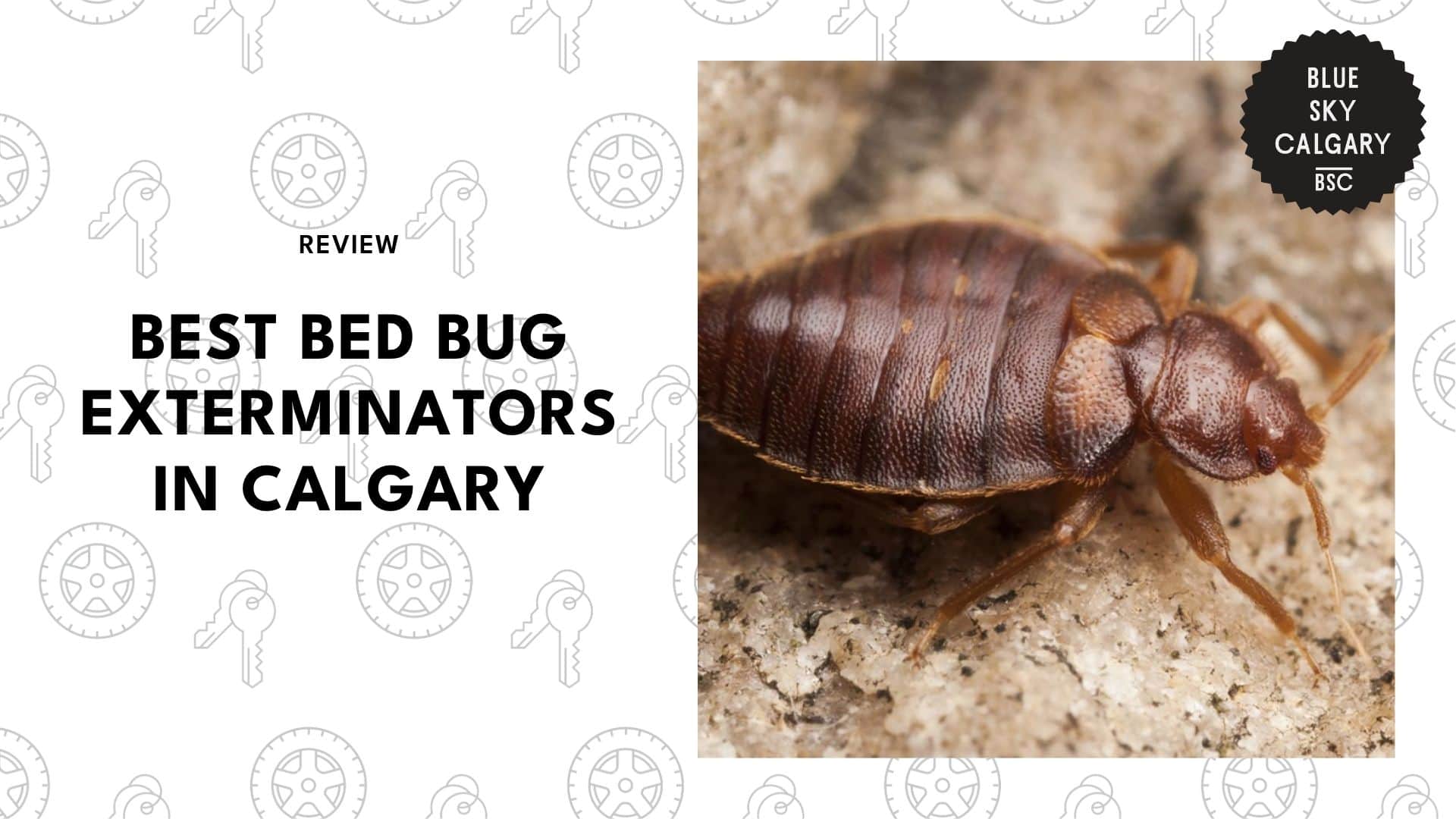 bed-bug-exterminators-in-calgary