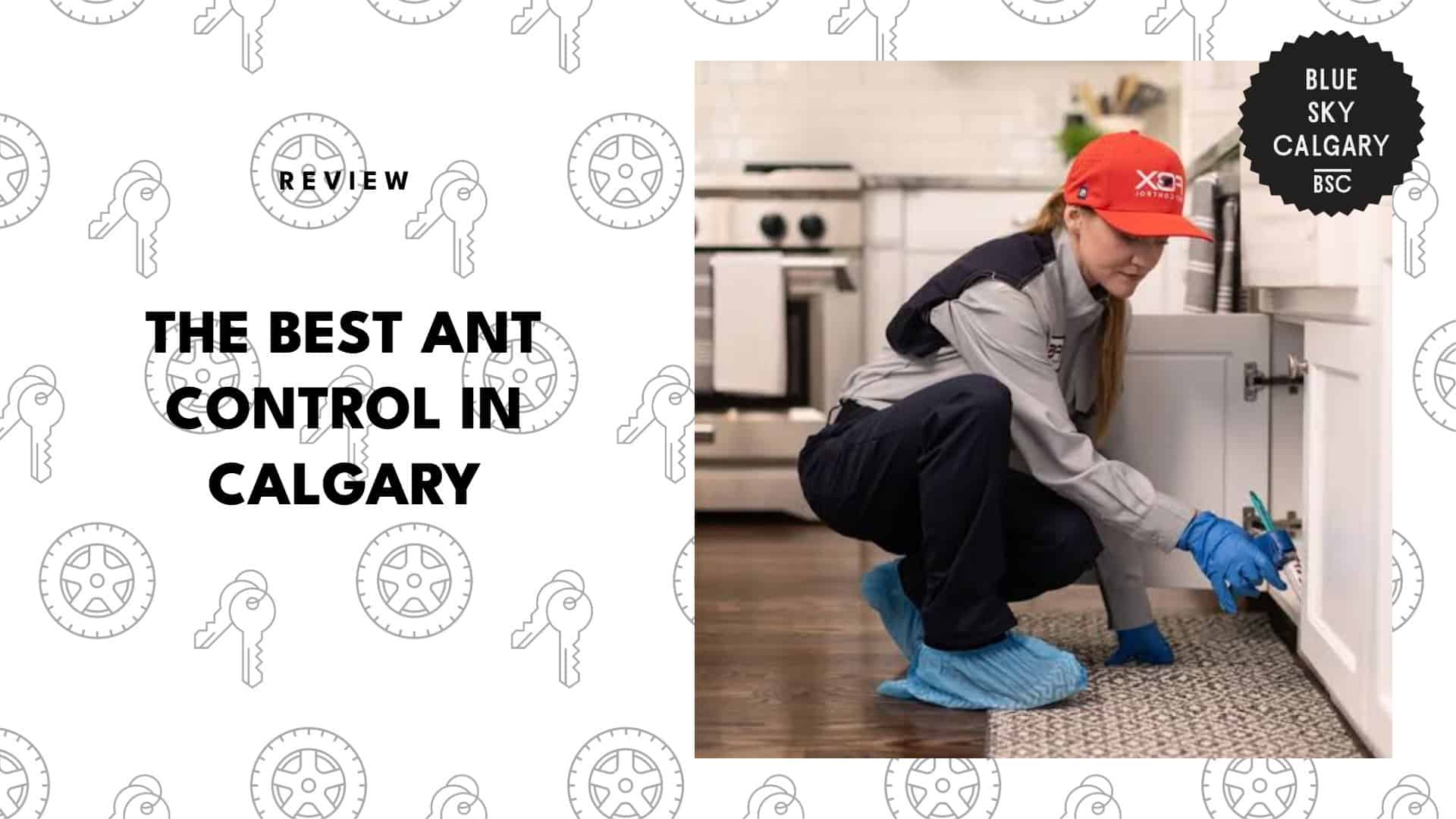 best-ant-control-calgary